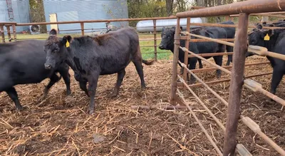 cattle listing photo