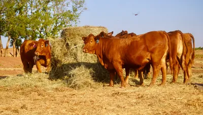 cattle listing photo