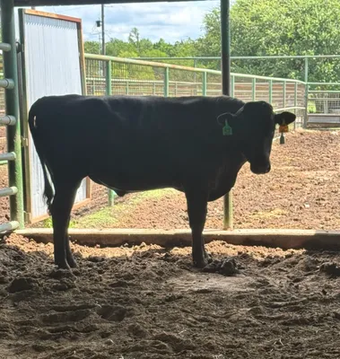 cattle listing photo