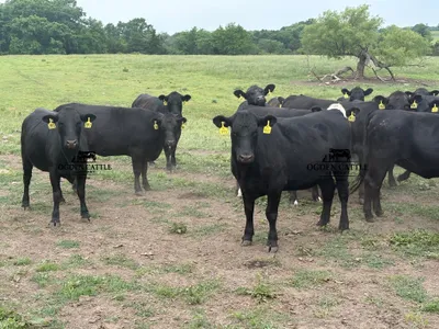 cattle listing photo