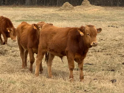 cattle listing photo