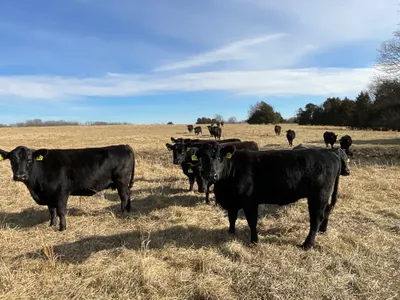 cattle listing photo