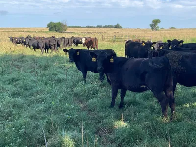cattle listing photo
