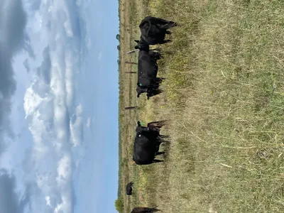 cattle listing photo
