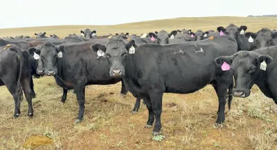 cattle listing photo