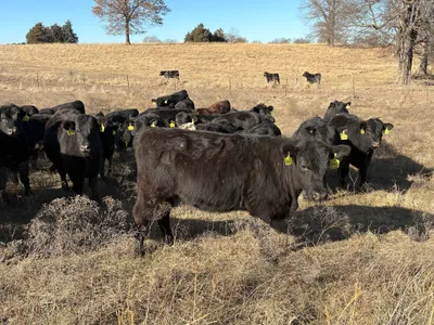 cattle listing photo