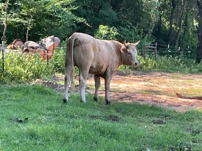cattle listing photo