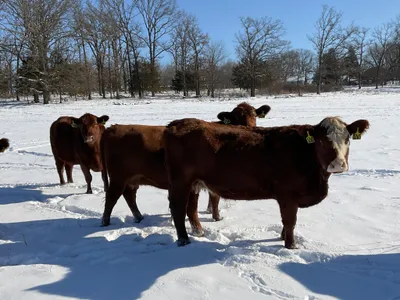cattle listing photo
