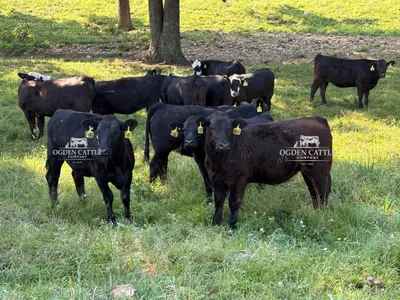 cattle listing photo