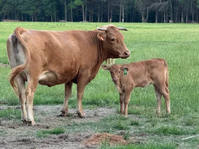 cattle listing photo