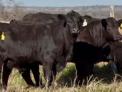 cattle listing photo