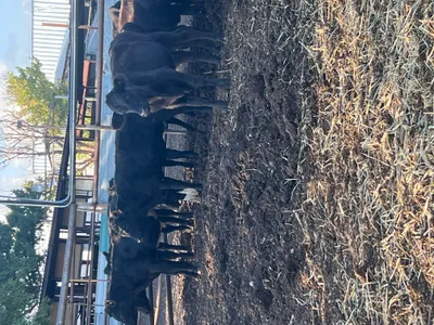 cattle listing photo