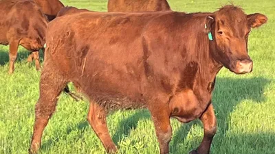 cattle listing photo