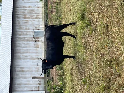 cattle listing photo