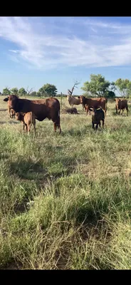 cattle listing photo