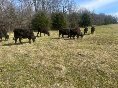 cattle listing photo