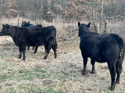 cattle listing photo