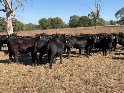 cattle listing photo