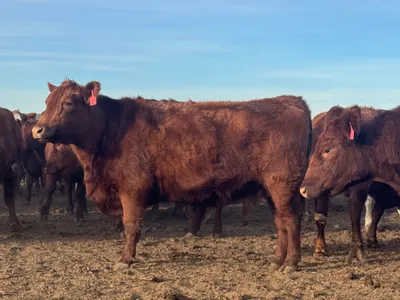 cattle listing photo