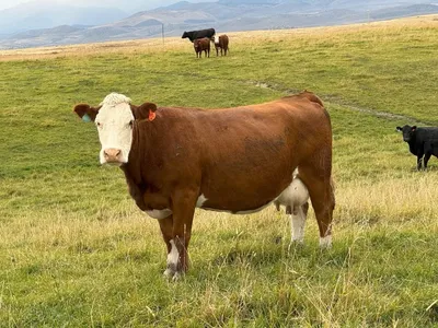 cattle listing photo