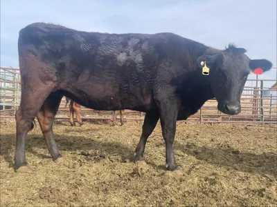 cattle listing photo