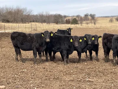 cattle listing photo