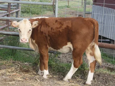 cattle listing photo