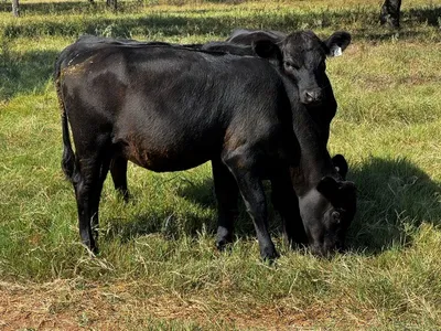 cattle listing photo