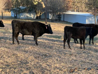 cattle listing photo