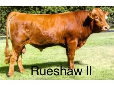 cattle listing photo