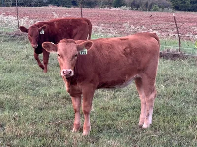cattle listing photo