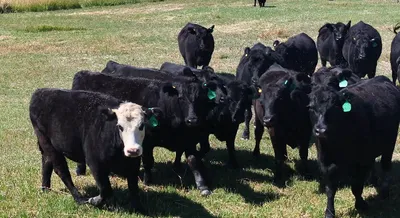 cattle listing photo