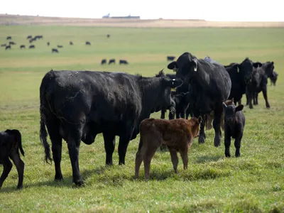 cattle listing photo