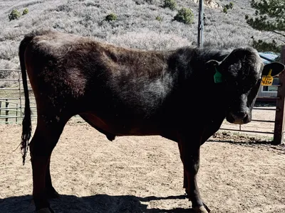 cattle listing photo