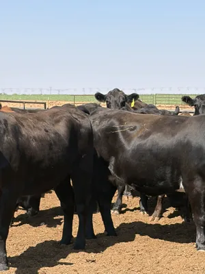 cattle listing photo