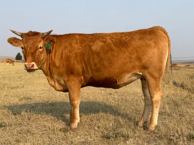 cattle listing photo
