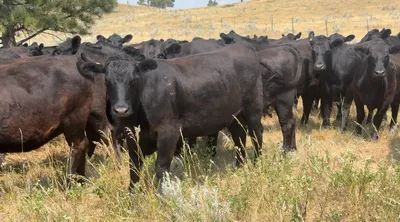 cattle listing photo