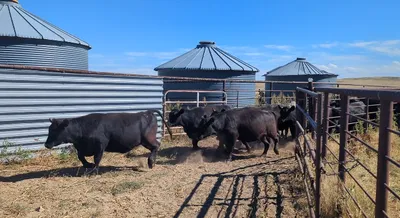 cattle listing photo