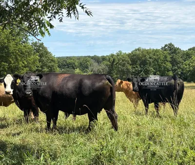 cattle listing photo