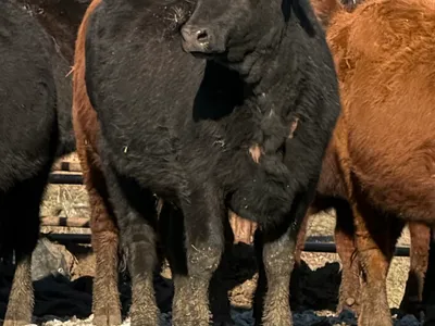 cattle listing photo