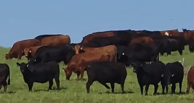 cattle listing photo