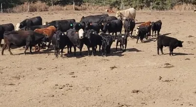 cattle listing photo