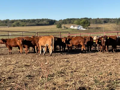 cattle listing photo