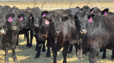 cattle listing photo