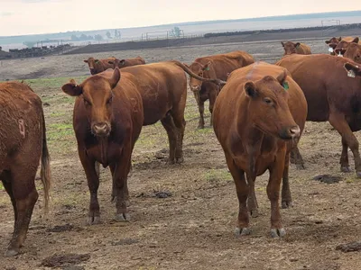 cattle listing photo