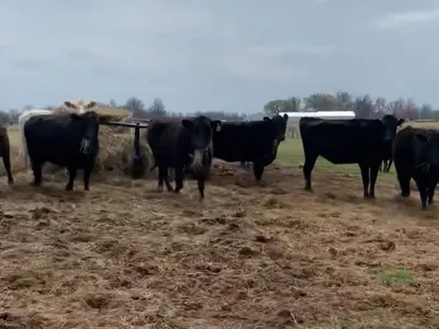 cattle listing photo