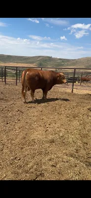 cattle listing photo
