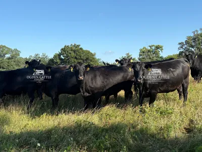 cattle listing photo