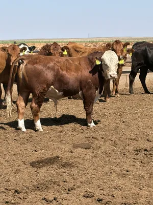 cattle listing photo