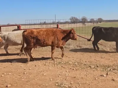 cattle listing photo